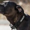 Rogue Gear & Accessories * | Rogue Fitness Rogue Nylon Dog Collar