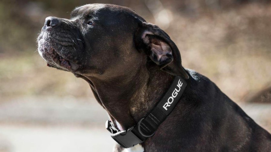 Rogue Gear & Accessories * | Rogue Fitness Rogue Nylon Dog Collar